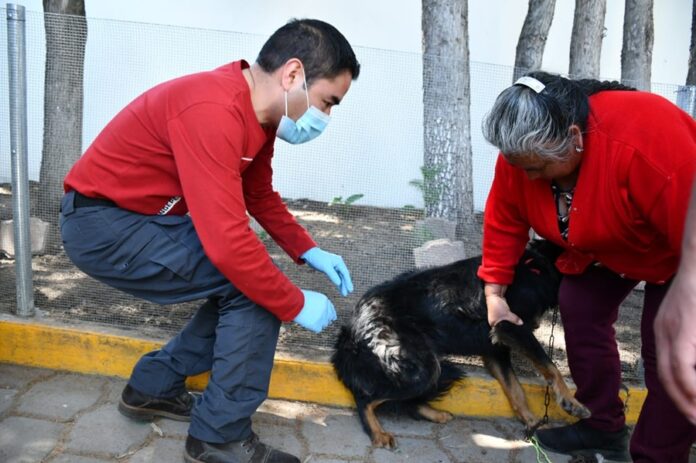 Jornada de Vacunación Antirrábica Canina y Felina Registra Alta Participación en Tlaxcala- AlternativaTlx  