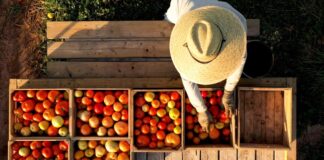 Necesario Formar un Frente común ante Imposición de Aranceles Agrícolas - AlternativaTlx