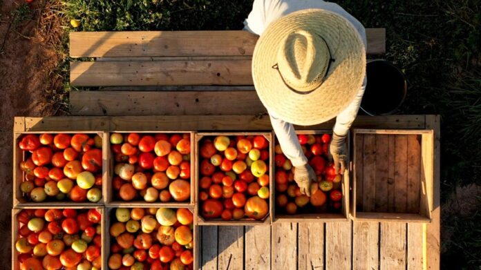 Necesario Formar un Frente común ante Imposición de Aranceles Agrícolas - AlternativaTlx