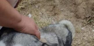 PROPAET Presenta Denuncia Penal por Presunto Caso de Maltrato Animal en San Lucas Tecopilco- AlternativaTlx 