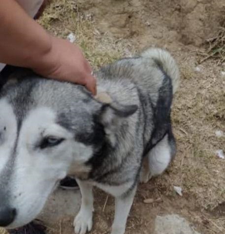 PROPAET Presenta Denuncia Penal por Presunto Caso de Maltrato Animal en San Lucas Tecopilco- AlternativaTlx 