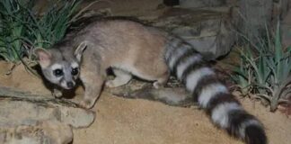 Tlaxcala, sin Plan de Contingencia en Materia de Animales, en Caso de Desastres- AlternativaTlx 