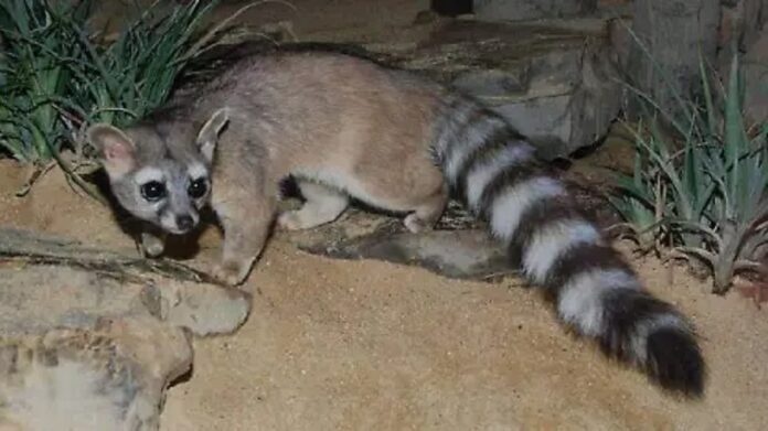 Tlaxcala, sin Plan de Contingencia en Materia de Animales, en Caso de Desastres- AlternativaTlx 