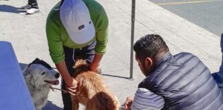 ¡Protege a tus Mascotas! Gobierno de Huamantla Invita a Vacunarlas Contra la Rabia- AlternativaTlx  