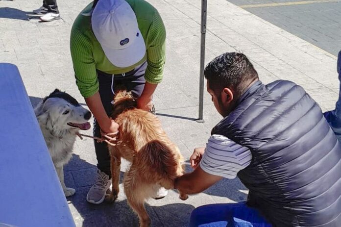 ¡Protege a tus Mascotas! Gobierno de Huamantla Invita a Vacunarlas Contra la Rabia ¡Protege a tus Mascotas! Gobierno de Huamantla Invita a Vacunarlas Contra la Rabia- AlternativaTlx