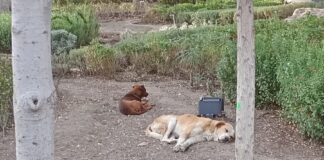 Ayuntamiento de Tlaxcala y Animalistas Actuarán ante Presencia de Perros Callejeros en el Centro Histórico- AlternativaTlx 