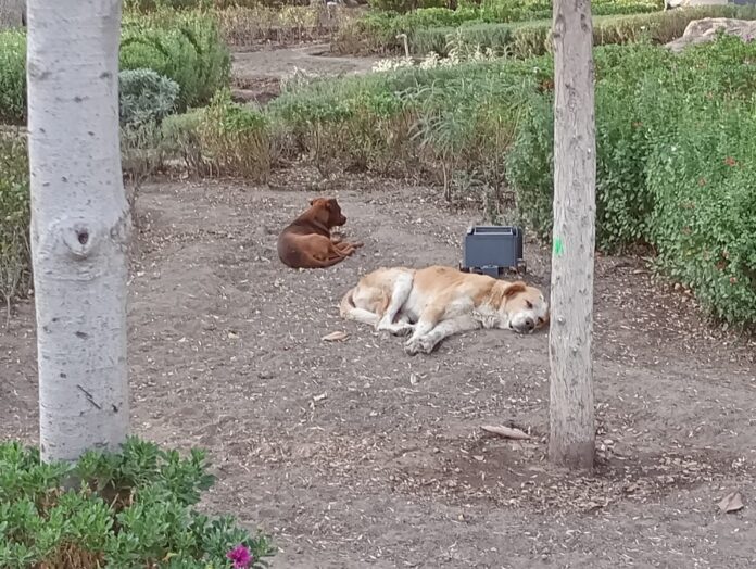 Ayuntamiento de Tlaxcala y Animalistas Actuarán ante Presencia de Perros Callejeros en el Centro Histórico- AlternativaTlx 