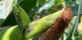 COUC exige Apoyo Emergente para Productores de Maíz y Trigo ante Caída de Rendimientos - AlternativaTlx