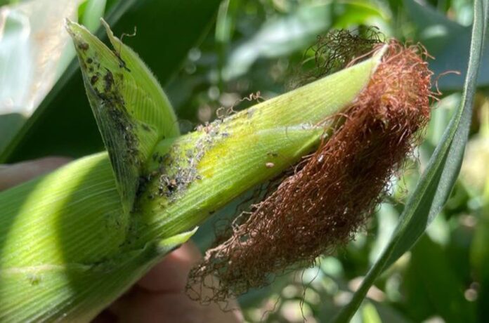 COUC exige Apoyo Emergente para Productores de Maíz y Trigo ante Caída de Rendimientos - AlternativaTlx