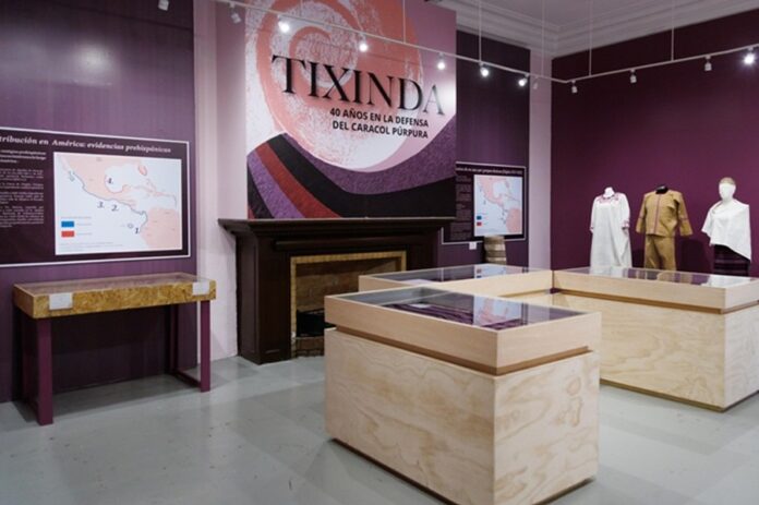 Cuatro Décadas de Protección al Caracol Púrpura Expuestas en el Museo Nacional de Culturas Populares - AlternativaTlx