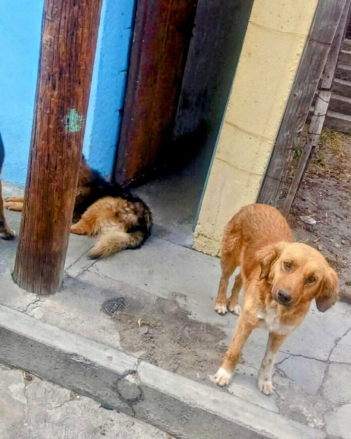 En 33 Municipios, Ciudadanos Pueden Vigilar y Coadyuvar en Funciones de Protección Animal- AlternativaTlx