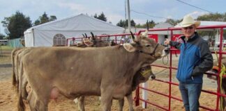 En riesgo Abasto Nacional de Carne por Gusano Barrenador Ocaña Romo - AlternativaTlx