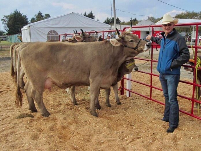 En riesgo Abasto Nacional de Carne por Gusano Barrenador Ocaña Romo - AlternativaTlx