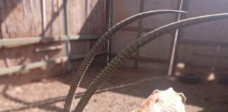 “Es Grave la Ignorancia sobre cómo Cuidar a la Fauna que Habita en Zoológicos” - AlternativaTlx