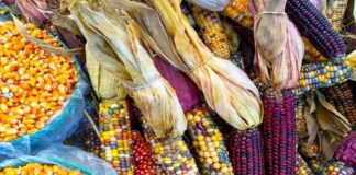 Maíz Transgénico Amenaza la Biodiversidad y la Soberanía Alimentaria de México - AlternativaTlx