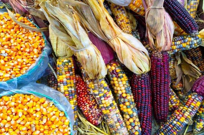Maíz Transgénico Amenaza la Biodiversidad y la Soberanía Alimentaria de México - AlternativaTlx