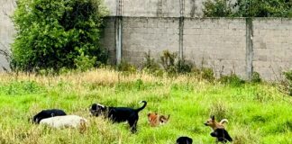 Multas de los Reglamentos Municipales de Bienestar Animal muy por Debajo de lo Permitido- AlternativaTlx 