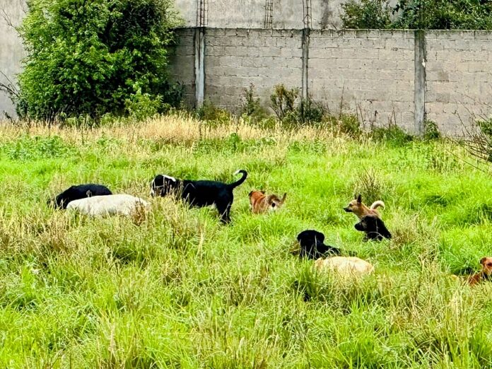 Multas de los Reglamentos Municipales de Bienestar Animal muy por Debajo de lo Permitido- AlternativaTlx 