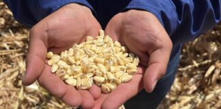 Productores de Maíz en Crisis por Caída de Precios y Avalancha de Importaciones - AlternativaTlx