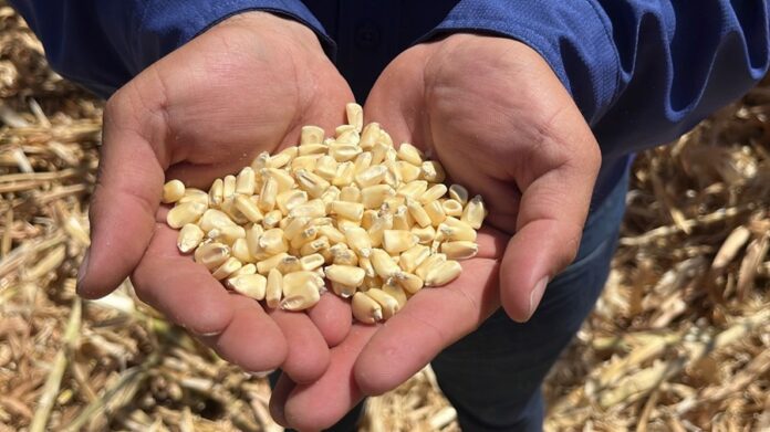 Productores de Maíz en Crisis por Caída de Precios y Avalancha de Importaciones - AlternativaTlx