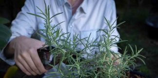 Protégete de los insectos con plantas aromáticas - AlternativaTlx