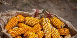 Rescata Sector Agropecuario Economía Nacional pese a Crisis en Maíz - AlternativaTlx