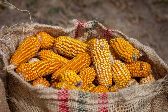 Rescata Sector Agropecuario Economía Nacional pese a Crisis en Maíz - AlternativaTlx