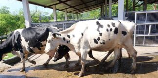 Se Desploma más de 50% Exportación de Ganado Vacuno en Primer Trimestre - AlternativaTlx