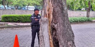 Áreas del Ayuntamiento Capitalino Retiran Árbol en Descomposición para Garantizar Seguridad de Peatones y Automovilistas- AlternativaTlx 