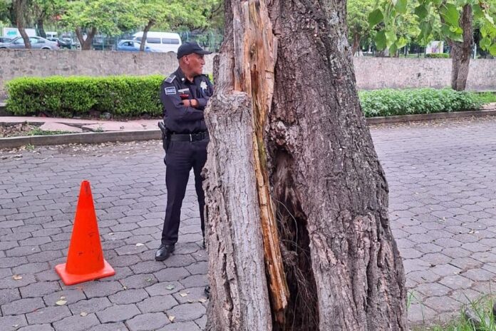 Áreas del Ayuntamiento Capitalino Retiran Árbol en Descomposición para Garantizar Seguridad de Peatones y Automovilistas- AlternativaTlx 
