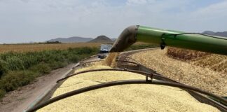COUC Respalda Plan Nacional de Comercialización del Maíz, Urge que se Convierta en Ley - AlternativaTlx