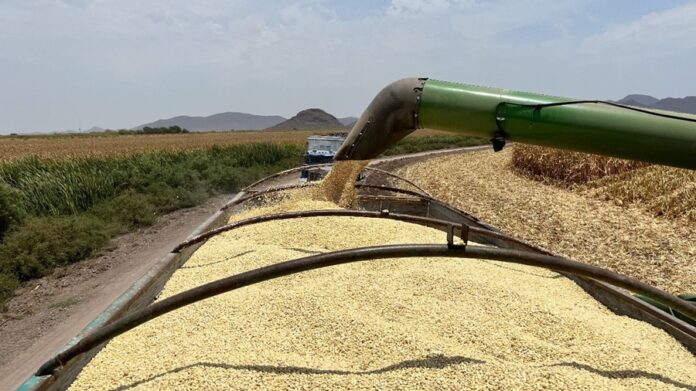 COUC Respalda Plan Nacional de Comercialización del Maíz, Urge que se Convierta en Ley - AlternativaTlx