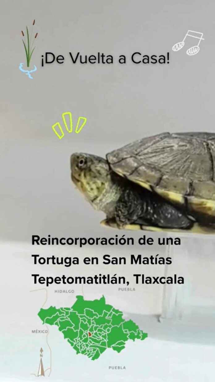 Comunidad y CTBC-UATx Protegen, Estudian y Liberan a Tortuga Nativa de Tlaxcala - AlternativaTlx