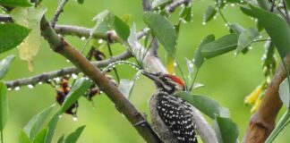 El Museo Nacional de los Ferrocarriles Mexicanos Celebra al Medio Ambiente con “Alas sobre Rieles, Ciudad de Aves” - AlternativaTlx