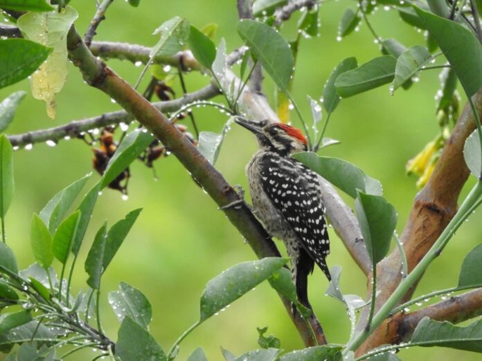 El Museo Nacional de los Ferrocarriles Mexicanos Celebra al Medio Ambiente con “Alas sobre Rieles, Ciudad de Aves” - AlternativaTlx