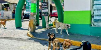 Escasa la Aplicación de Políticas para Problemática de Animales en Situación de Calle- AlternativaTlx 