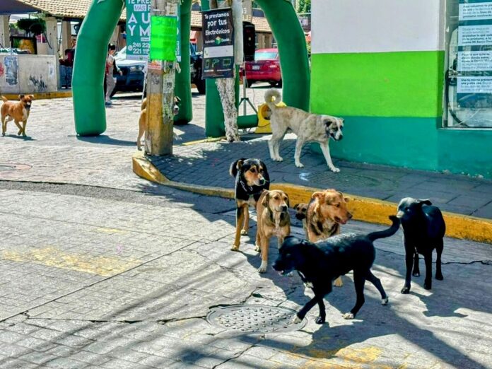 Escasa la Aplicación de Políticas para Problemática de Animales en Situación de Calle- AlternativaTlx 