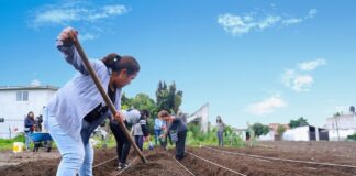Inicia Instalación del Módulo de Fresas en Zacatelco con Apoyo de la Unidad de Gestión- AlternativaTlx 