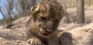 En Medio del Mayor Éxodo de Animales por la Incesante Violencia, Nace Cachorra de León, Cría de Dos Felinos Rescatados - AlternativaTlx