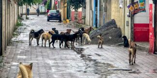 Polarización en la Sociedad ante la Problemática de Perros en Situación de Calle- AlternativaTlx 
