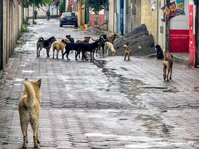 Polarización en la Sociedad ante la Problemática de Perros en Situación de Calle- AlternativaTlx 