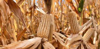 Productores en Alerta por Crisis en el Sector Maicero - AlternativaTlx