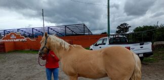 Realiza SIA Jornada Médica Veterinaria Gratuita para Équidos en Huamantla- AlternativaTlx 