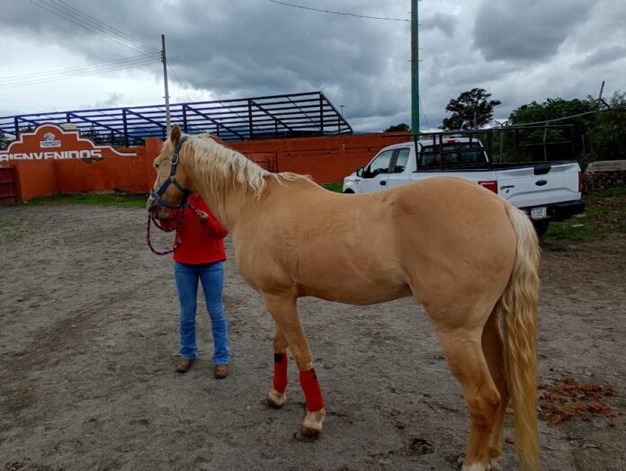 Realiza SIA Jornada Médica Veterinaria Gratuita para Équidos en Huamantla- AlternativaTlx 