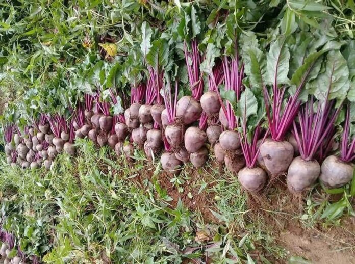 Reduce México Valor de Exportación Agroalimentaria al Primer Cuatrimestre del 2025 - AlternativaTlx