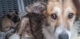 Rescata Clínica Biofílica a Lomito Atrapado en una Barda Durante la Lluvia de este Lunes- AlternativaTlx 