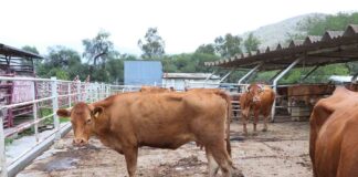 Agroindustria, Pilar Clave para Garantizar la Seguridad Alimentaria Global - AlternativaTlx