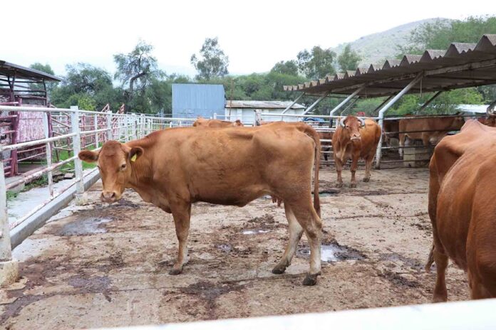 Agroindustria, Pilar Clave para Garantizar la Seguridad Alimentaria Global - AlternativaTlx Agroindustria, Pilar Clave para Garantizar la Seguridad Alimentaria Global - AlternativaTlx
