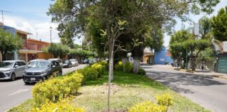 Ayuntamiento de Tlaxcala Retira Árboles por Seguridad y Realiza Reforestación en Boulevard Mariano Sánchez- AlternativaTlx 