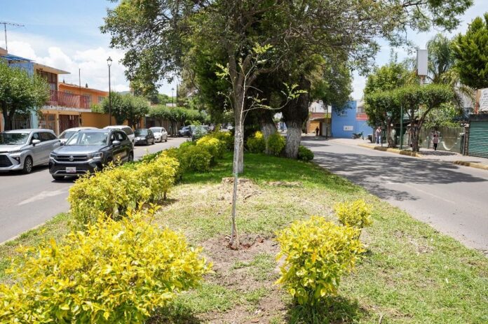 Ayuntamiento de Tlaxcala Retira Árboles por Seguridad y Realiza Reforestación en Boulevard Mariano Sánchez- AlternativaTlx 